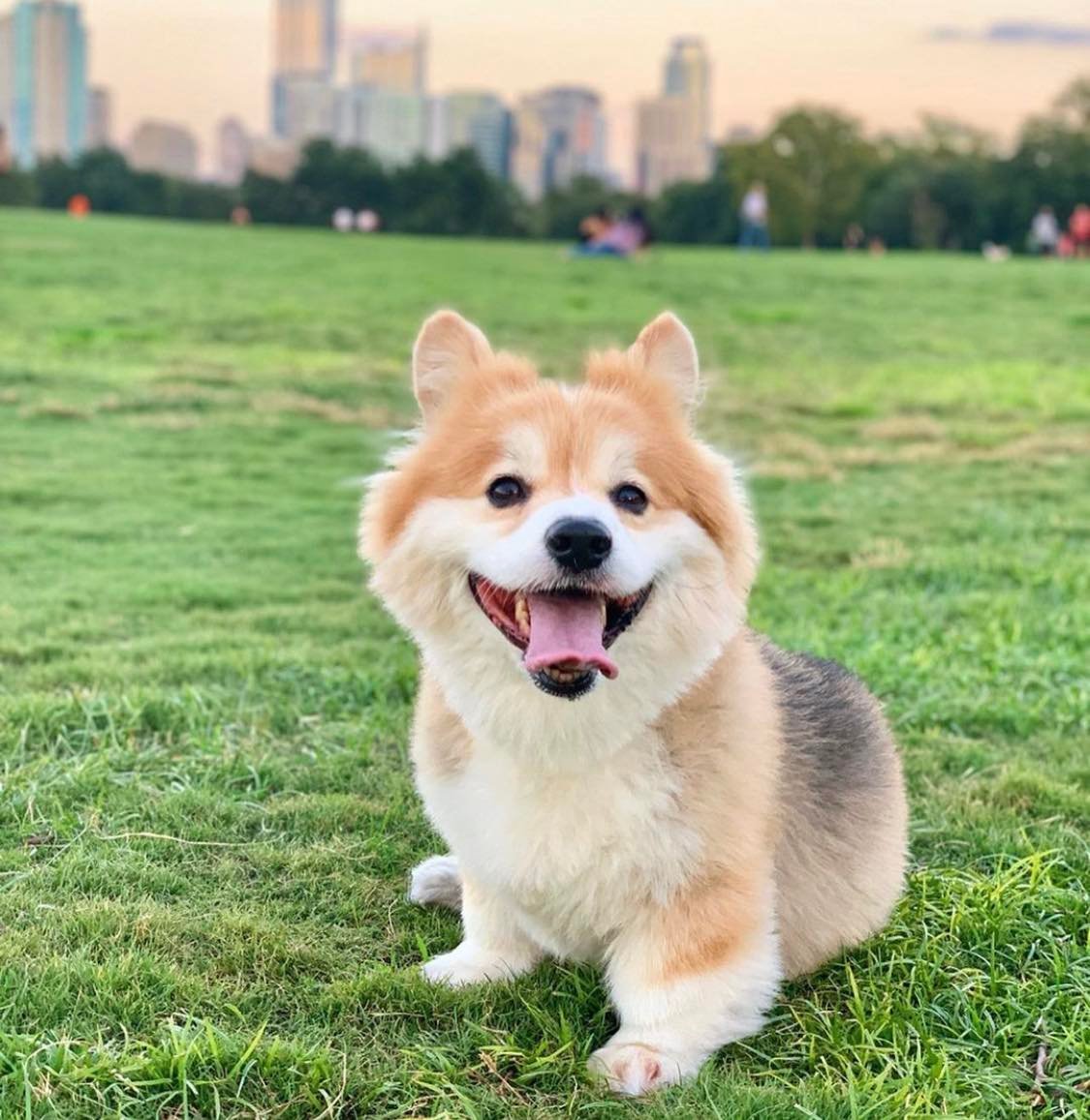 Small dog sitting on grass