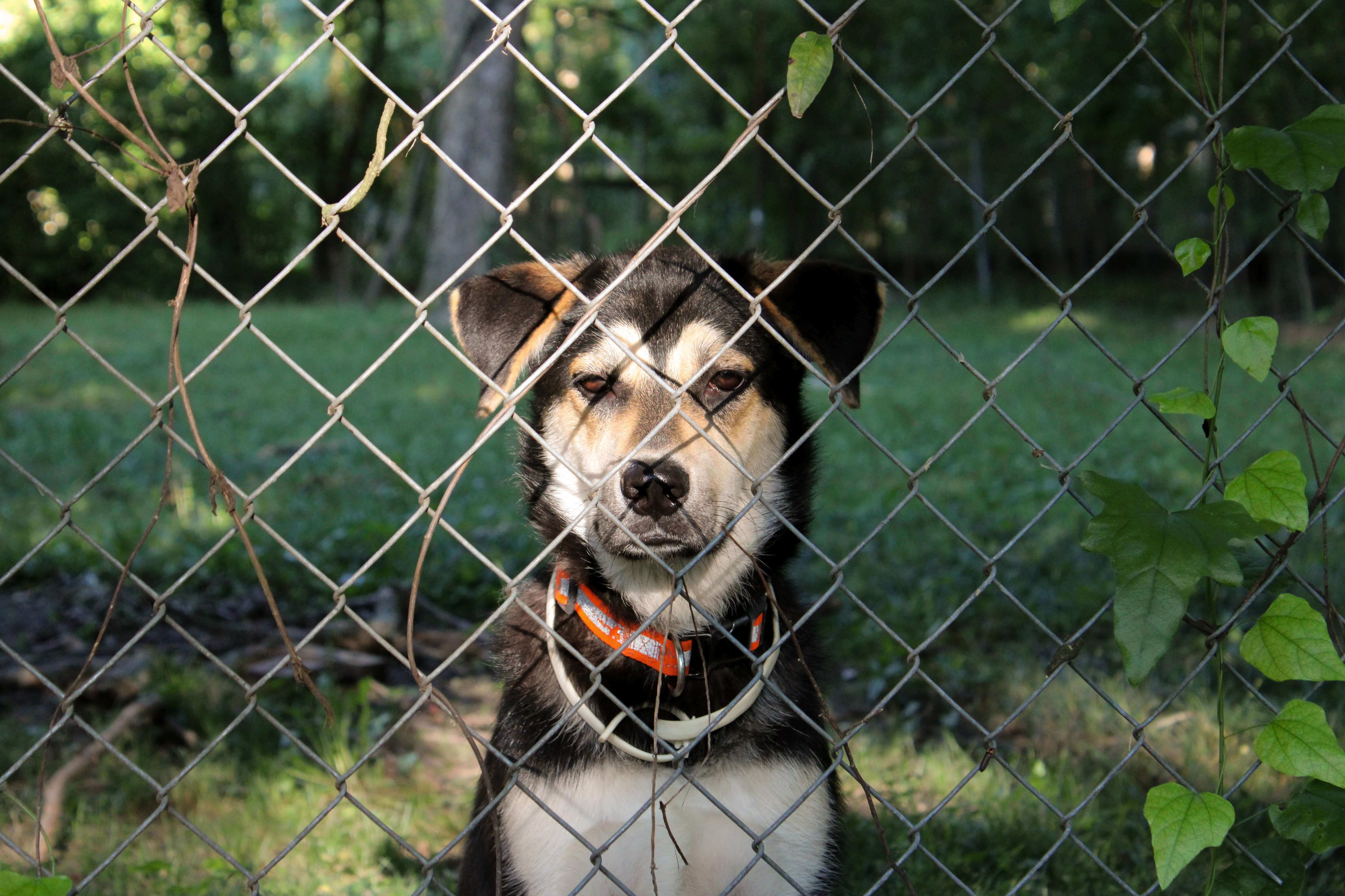 dog sitting in front of fence