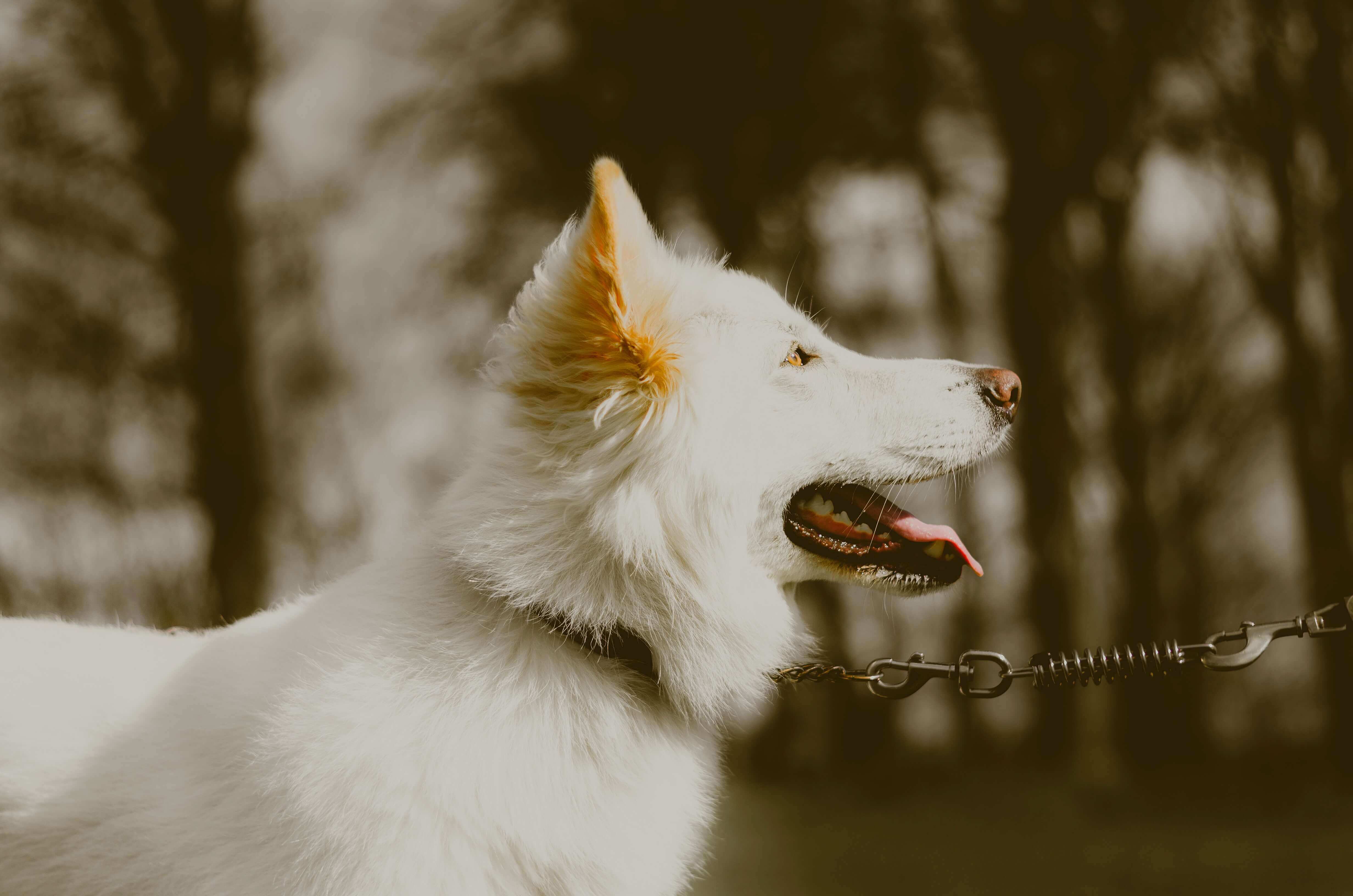 profile of white dog on leash