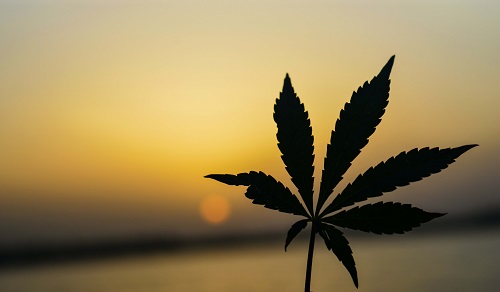 marijuana plant at sunset